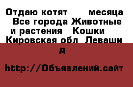 Отдаю котят. 1,5 месяца - Все города Животные и растения » Кошки   . Кировская обл.,Леваши д.